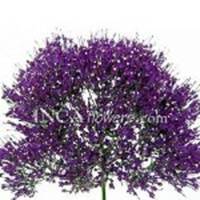 Trachellium_Purple_Flower_150