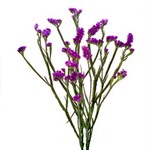 Purple_Statice_Flower_150