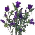 Purple_Campanula_Flower_150