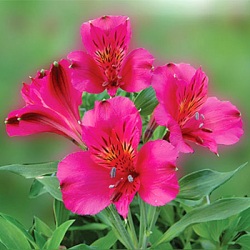 Hot-Pink-Bulk-Peruvian-Lilies-Napoli-250