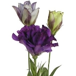 Lissianthus_Purple_Flower_150